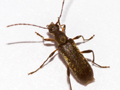 Grammoptera ruficornis